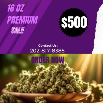 16 0Z PREMIUM SALE